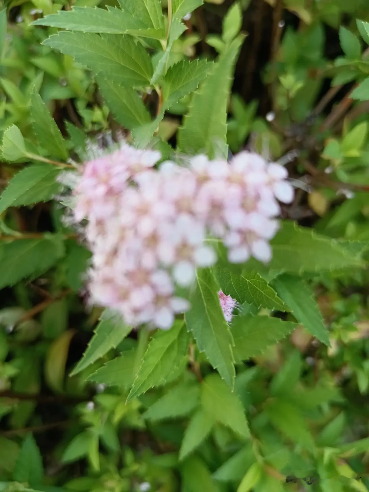花开绿叶间，粉白含清香。汉中秋日的绣线菊。