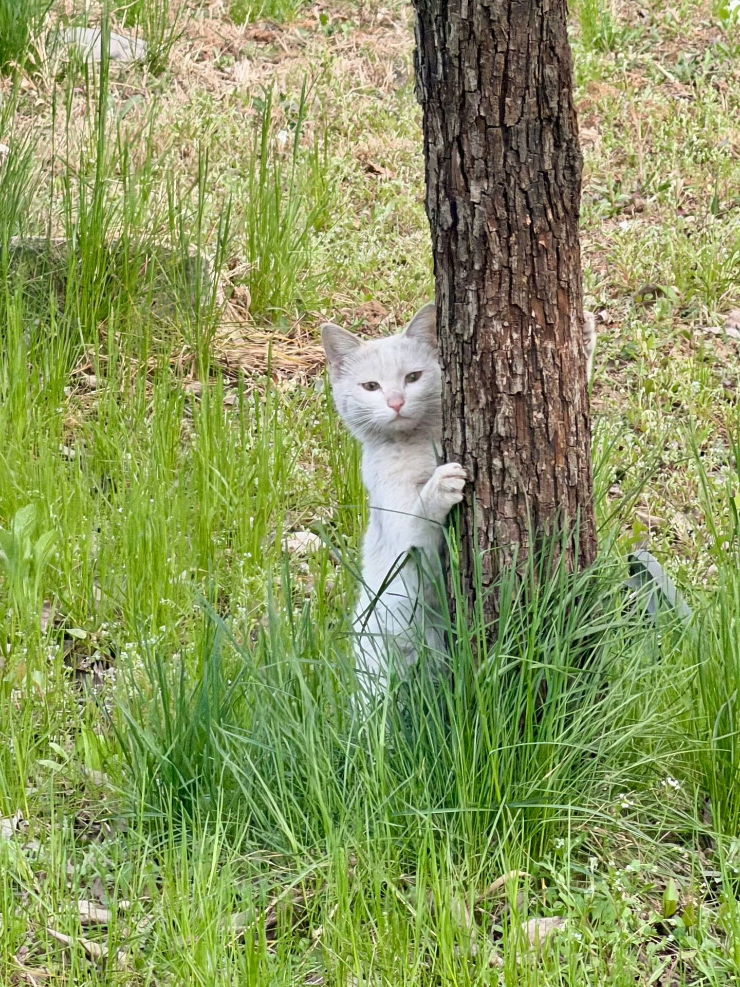 这树要不是有喵扶着，早倒了🐱萌宠