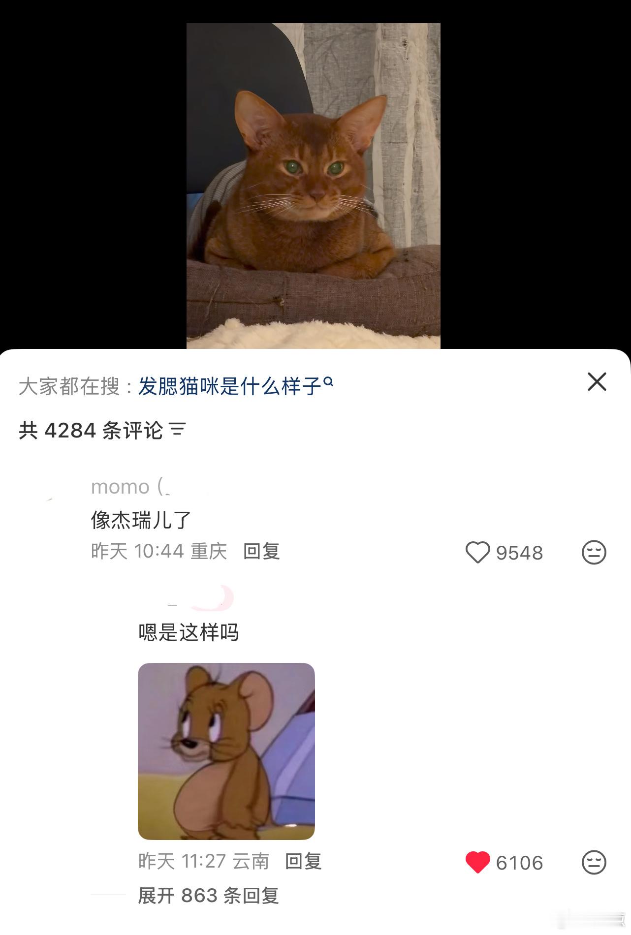第一次见到长得这么像老鼠的小猫咪🐈。猫塑杰瑞。 