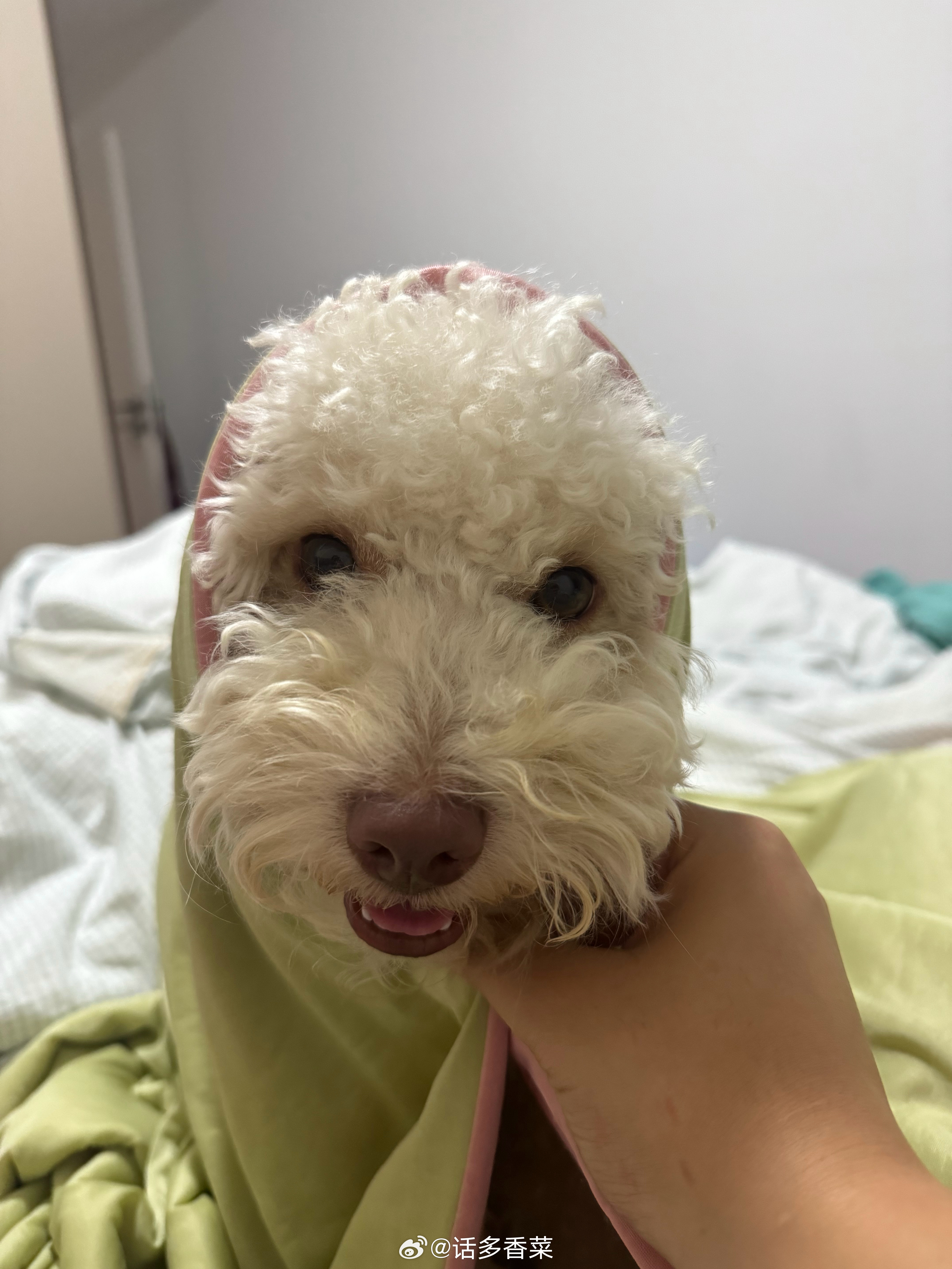 卷比我爱吃馒头。 