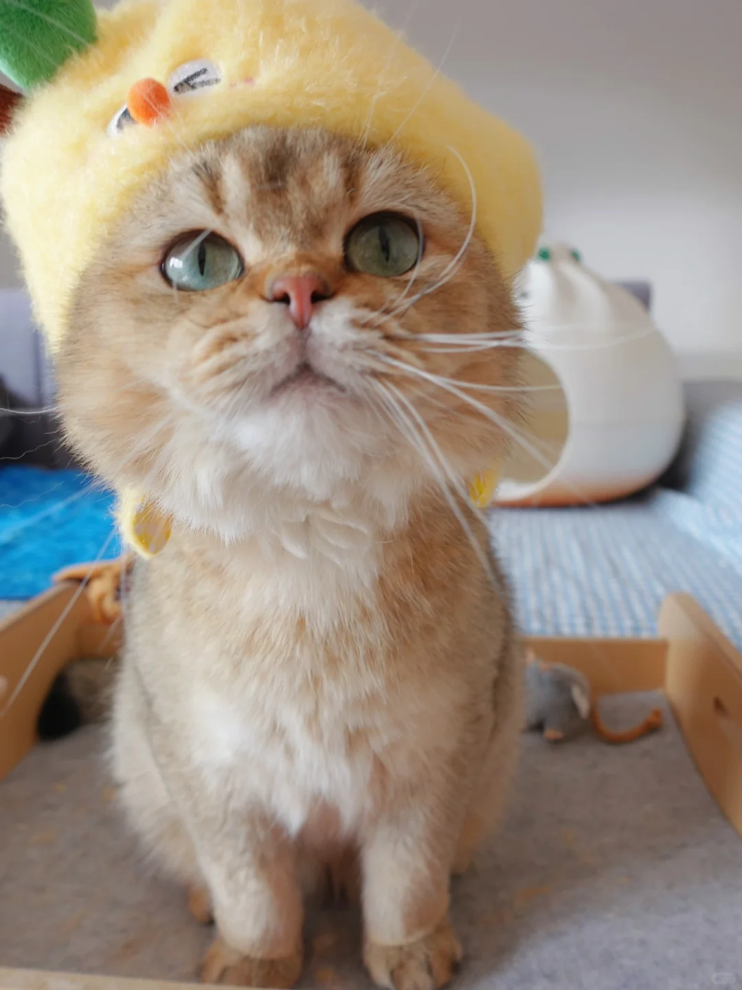 小猫咪！快给我嘴儿一个！