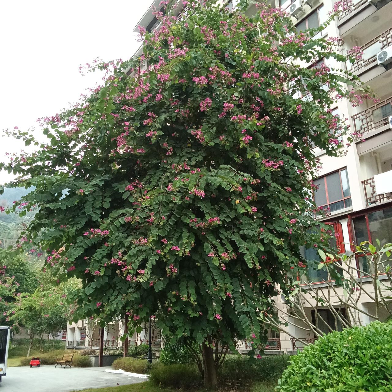 冬日的巴马世纪养生园温馨甜蜜，植被郁郁葱葱，人们愉悦的做着各自康养的事情（见图片