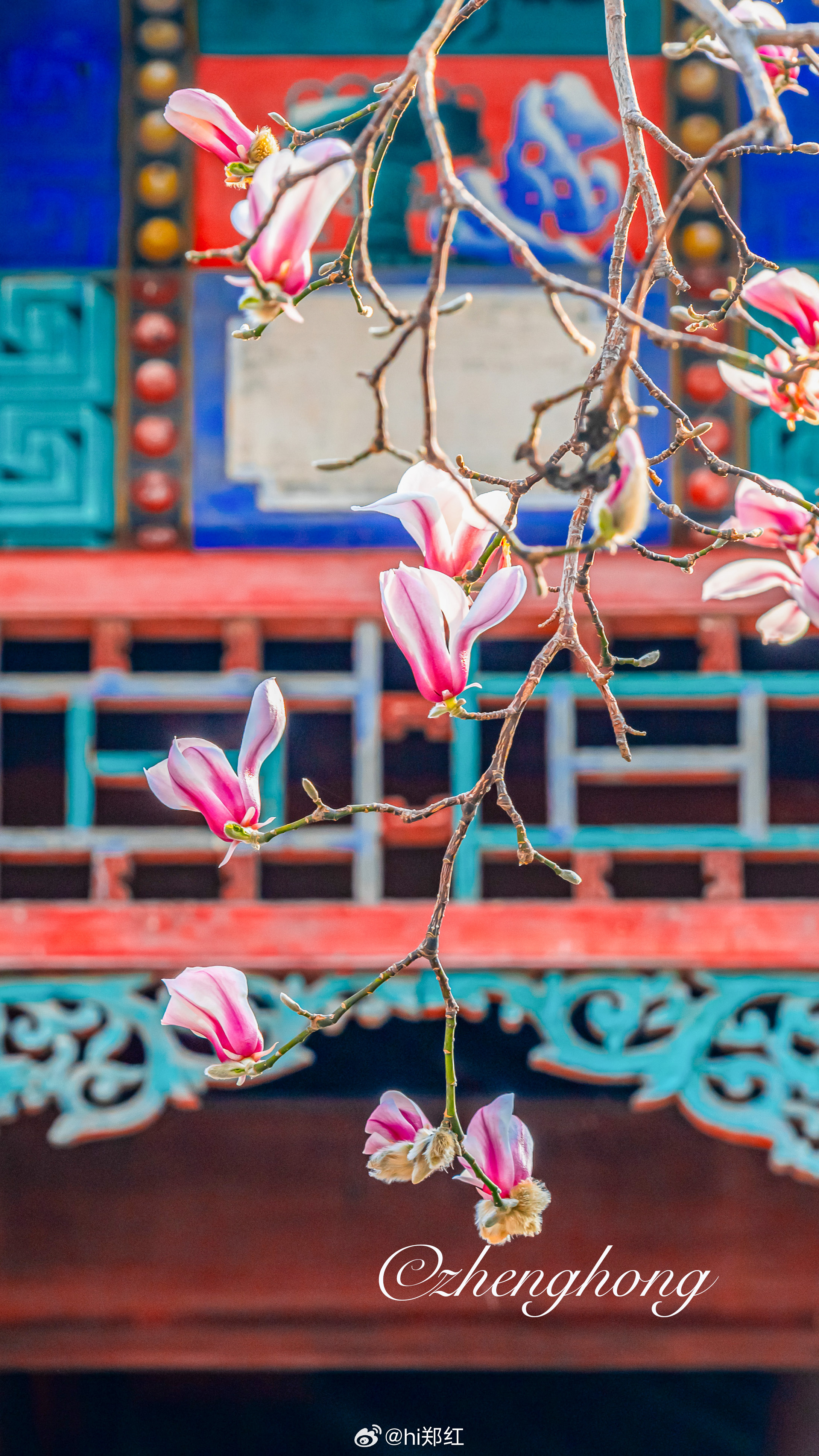 颐和园畅观堂望春玉兰绽放美丽摄影