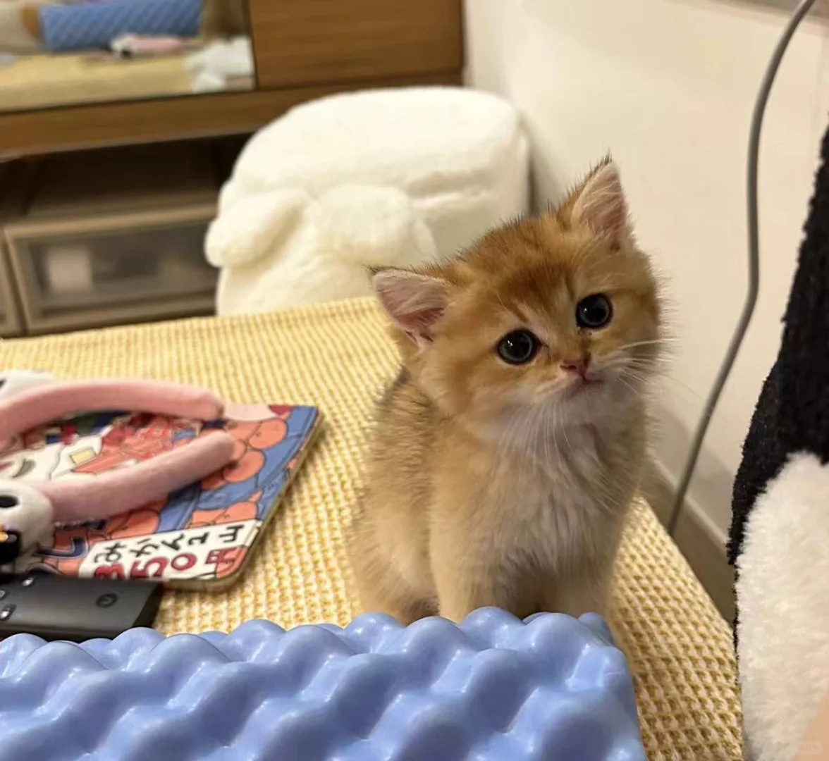 🇭🇰貓貓家長返圖💛貓貓到達新家，好可愛～