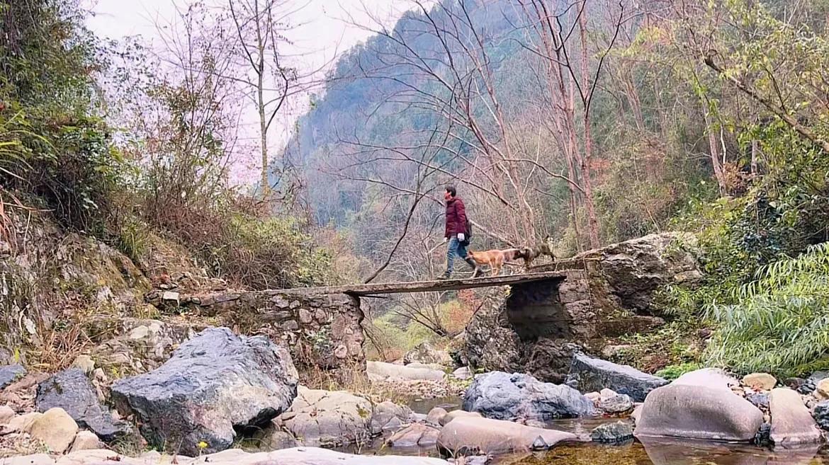 241220 碎碎念 要点：巡山，虎妞铁头吃蛇干，粉丝献爱心。图片来自@乡野志刚