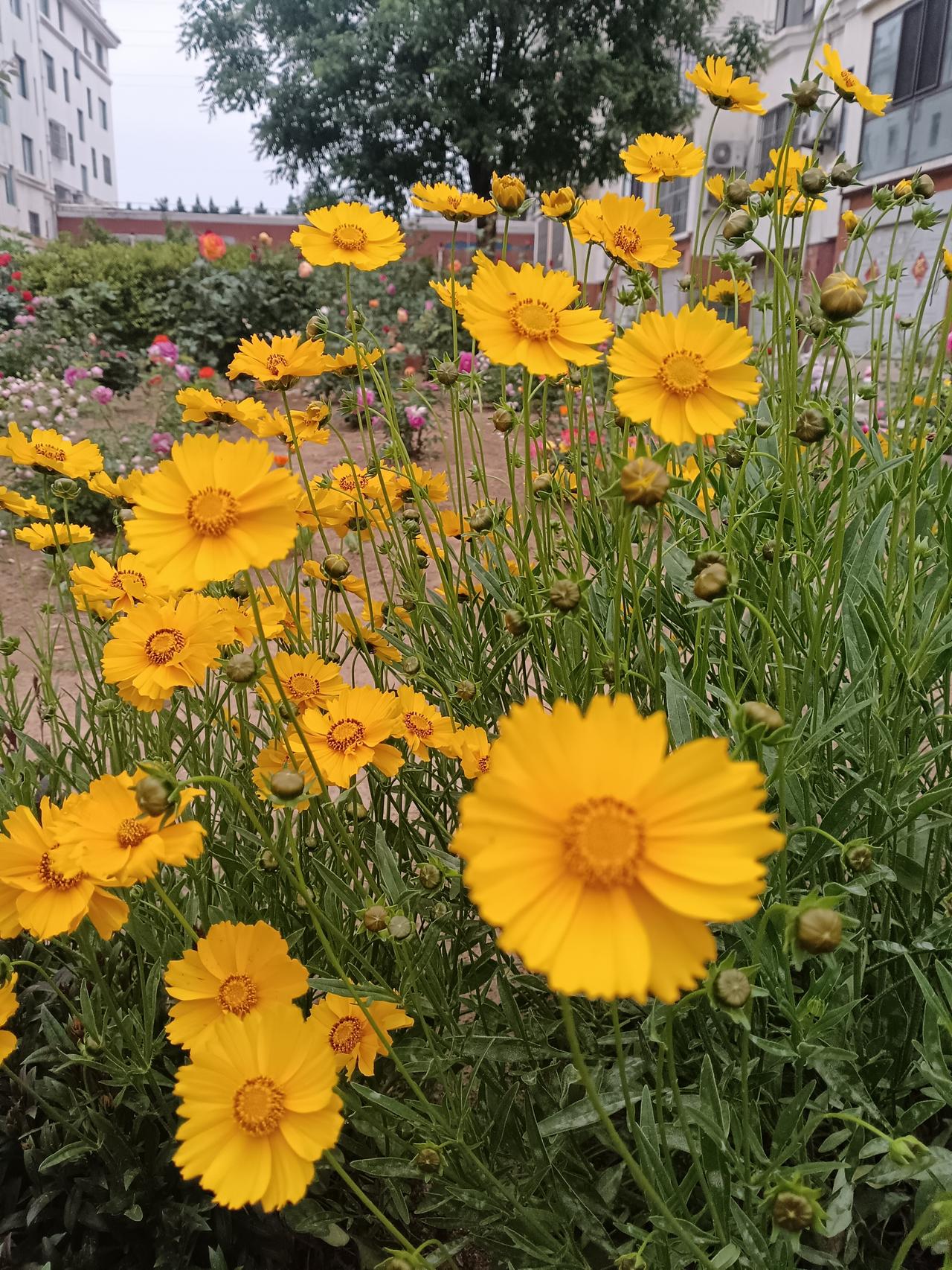 夏日限定的小黄花开得热热闹闹，像撒了一地的小太阳~