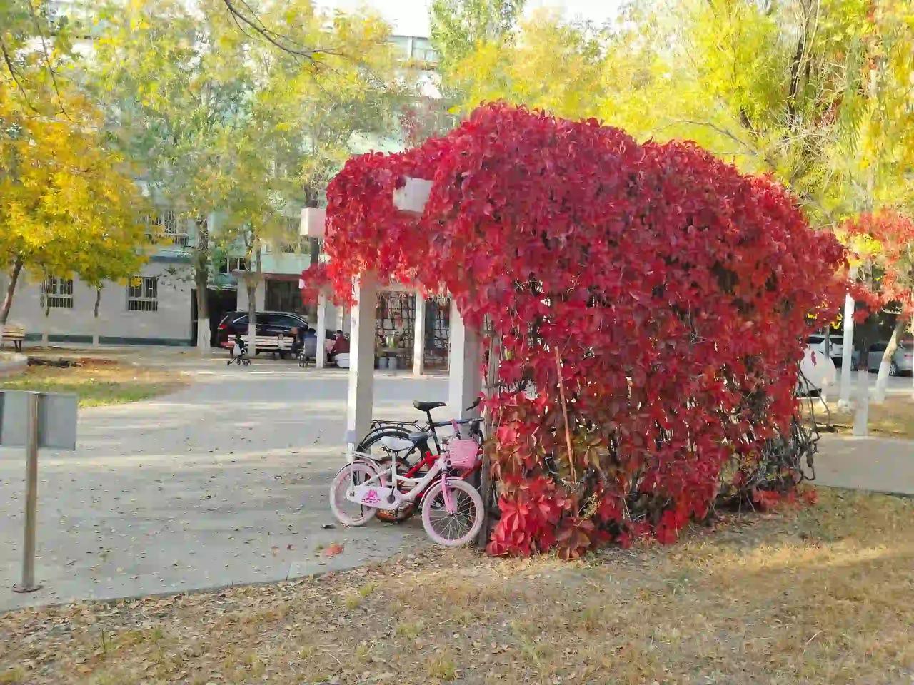 美丽的秋色