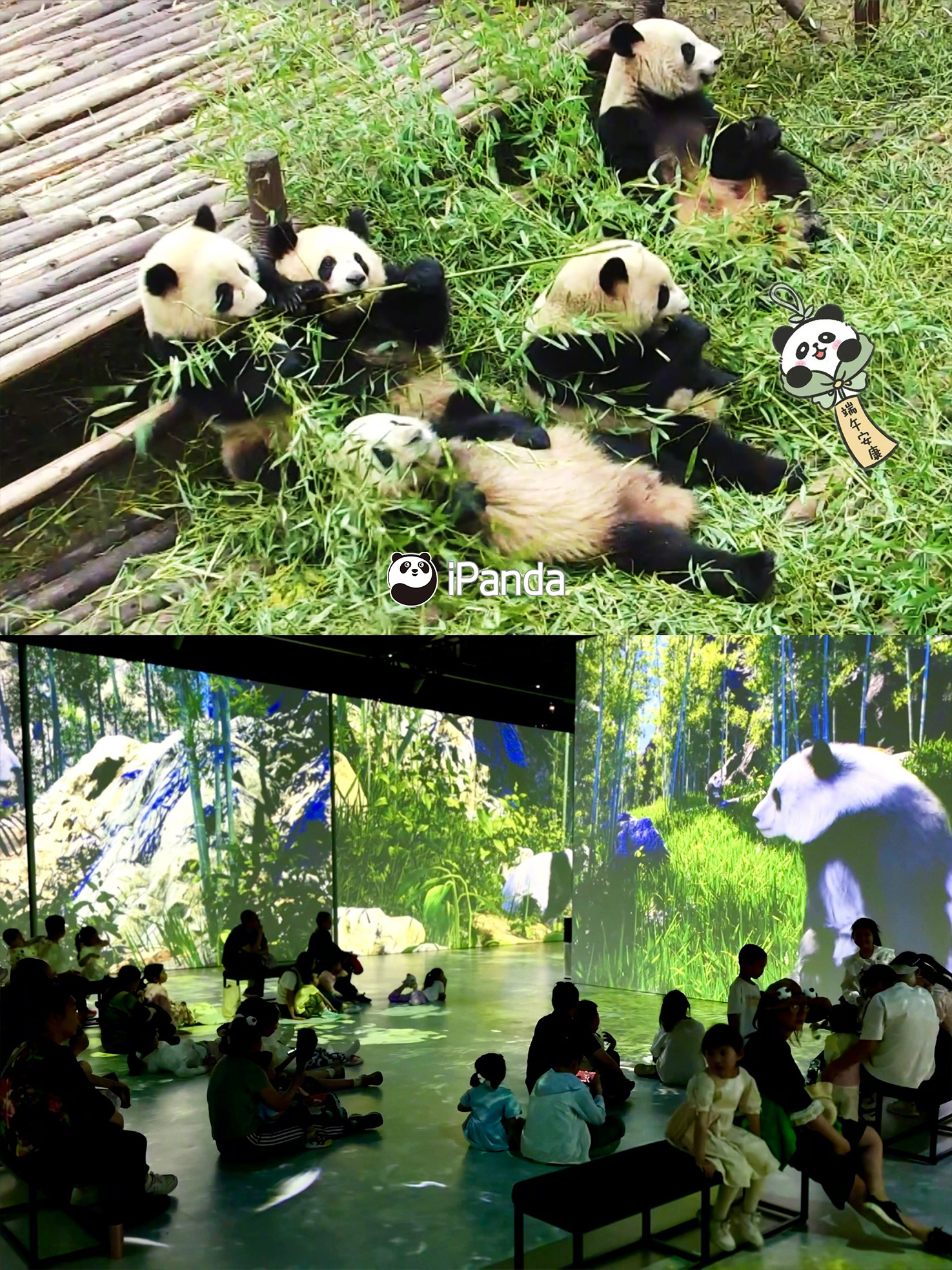 【端午节找熊猫粽子啦 [憧憬]】👇🏻下面的图集中有2个隐藏在“熊猫星球”和滚
