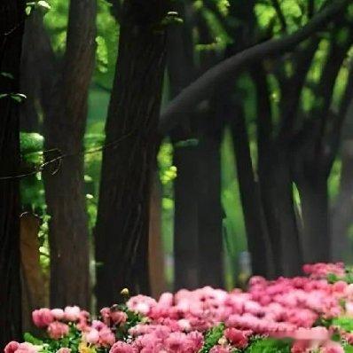 绿荫葱茏，九曲连波，亭台楼阁，好一幅江南水上园林美景 
