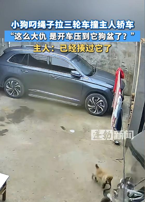 三轮车差点撞上轿车，

小狗真会报复？

它到底想干啥。

那天早上，河南新乡一