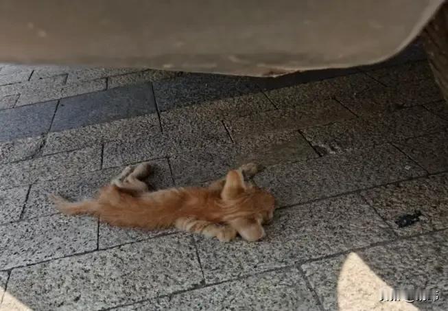 泪目了！这天一位小姐姐去散步，结果走到一座高架桥下面的时候，看到地上有只好像被压