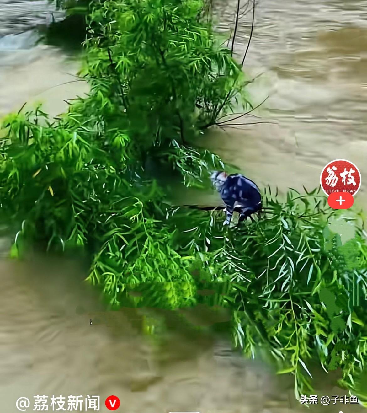近日，吉林吉林市遭遇强暴雨，江水暴涨、水流湍急，一只可怜的小猫咪被困在松花江面上
