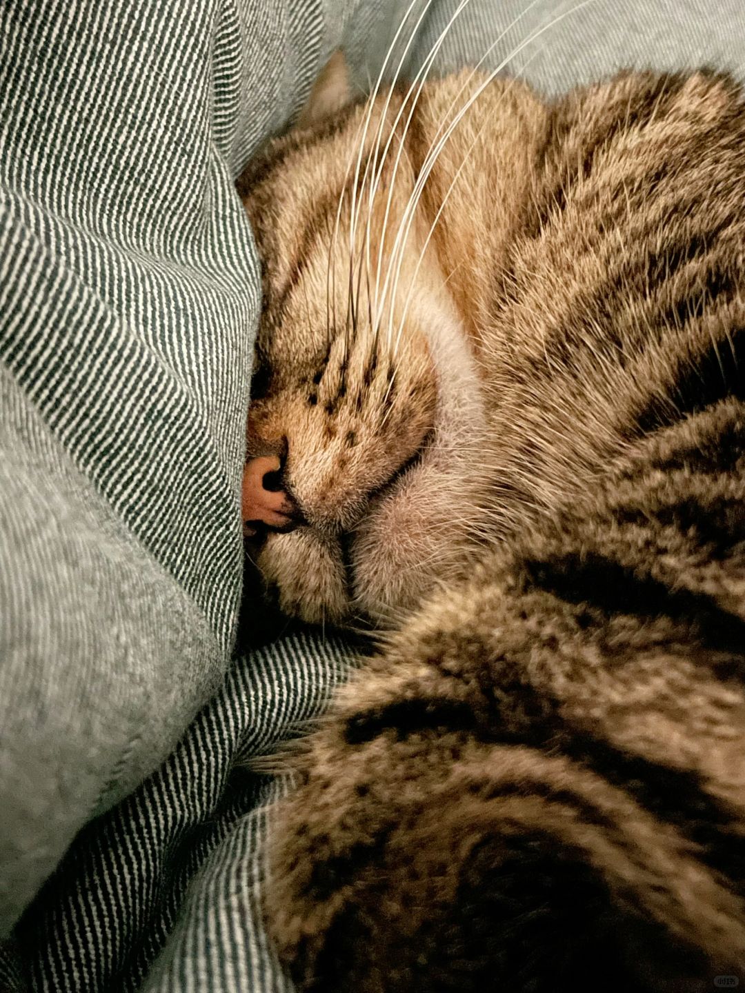 可把猫委屈坏了