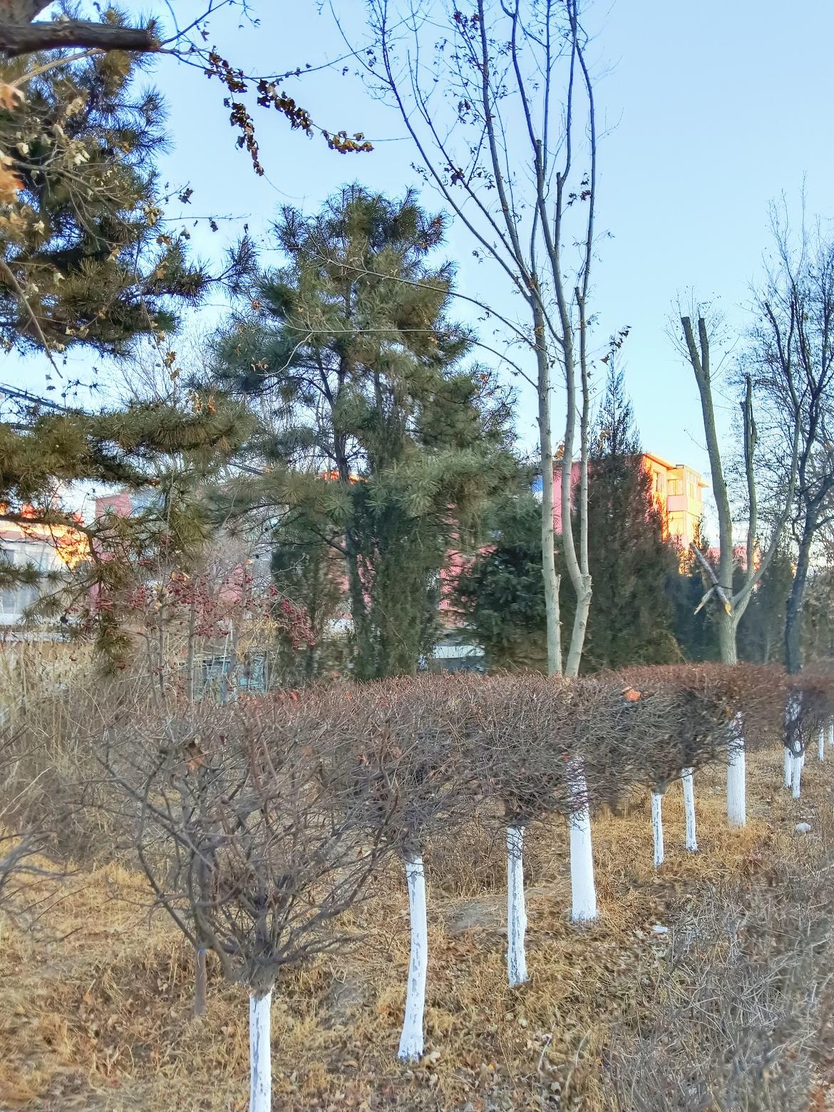 冬日暖阳下，白桦林与红叶相映成趣，静谧而美丽。