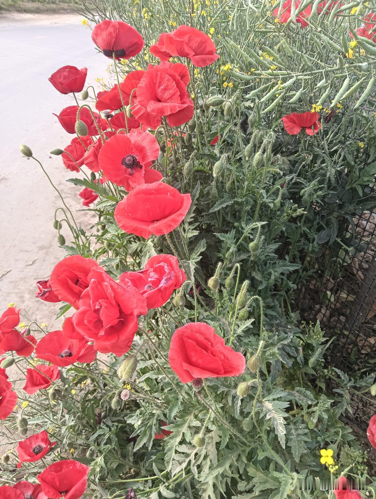 盛开的红色罂粟花，自然之美尽收眼底。🌸💐🌺野植物花