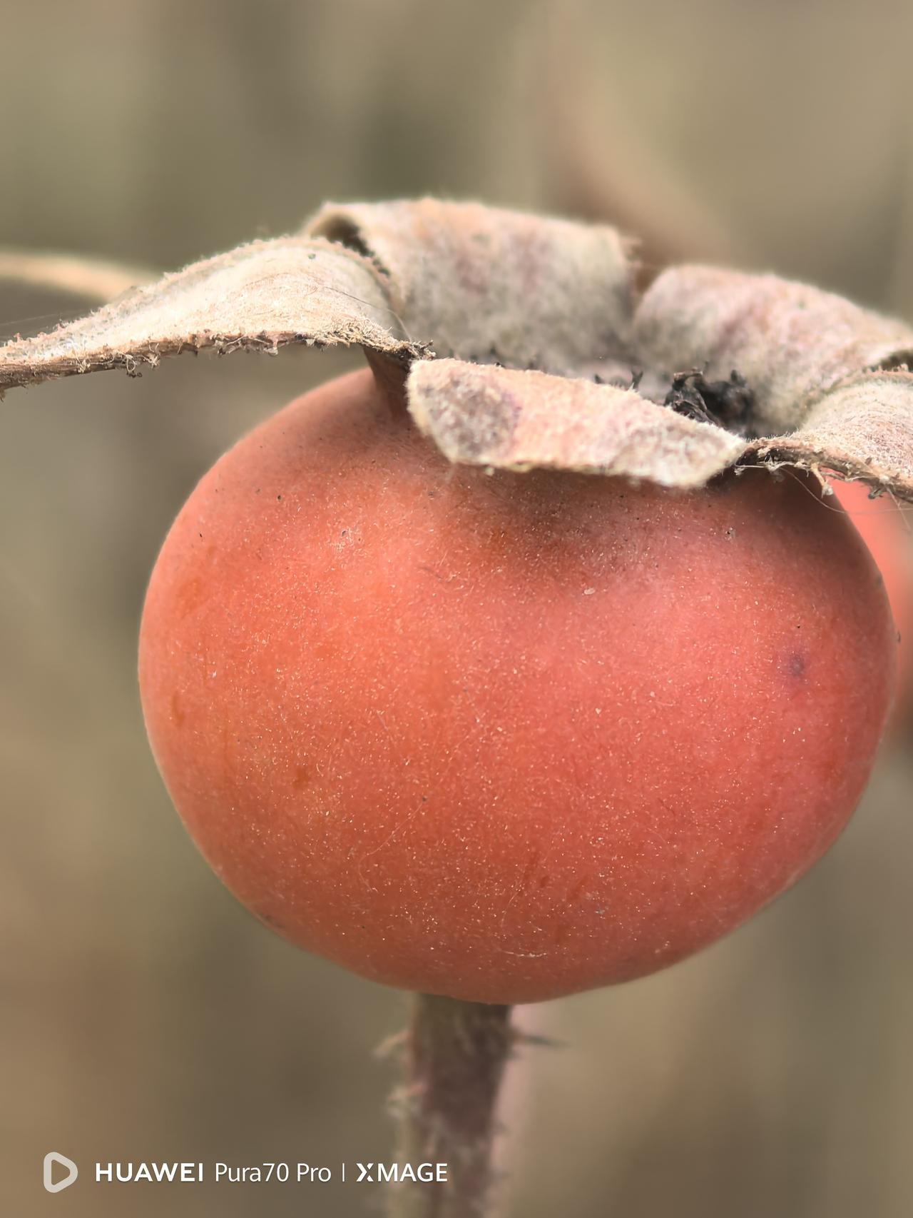 今天是三九的第三天，已经到了最冷的季节，气象台发布大风黄色预警，最低气温降到了零