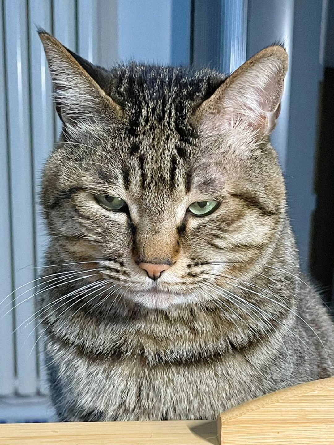 不要轻易找狸花猫帮忙，因为后果不堪设想