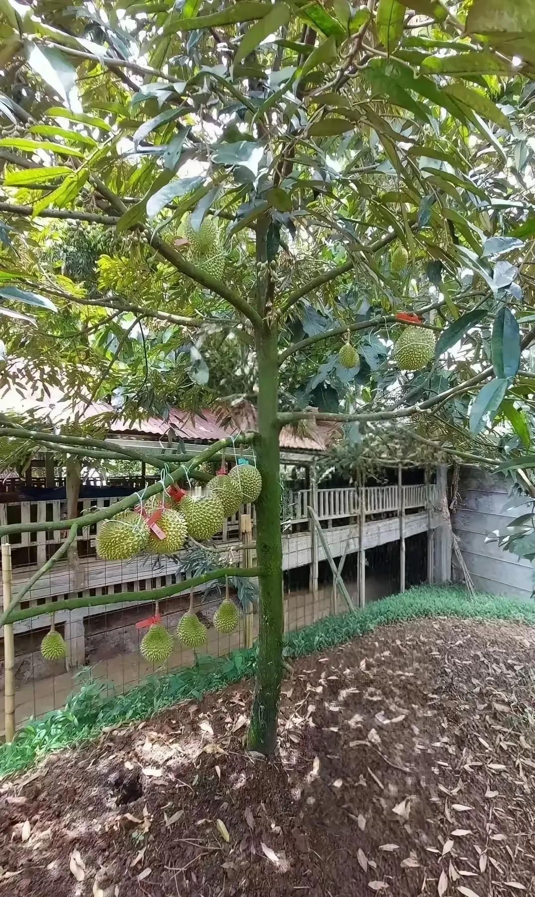 我国海南种植的榴莲，马上就要上市了。

以前我国的榴莲都是需要从他国进口进来的，