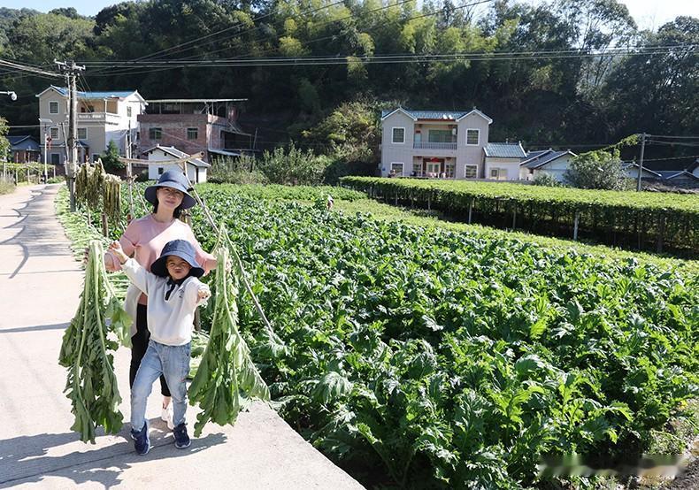 2024年新晒的梅菜干终于上新了，嘎嘎香，喜欢的朋友可以趁着物流放假囤点过年吃咯