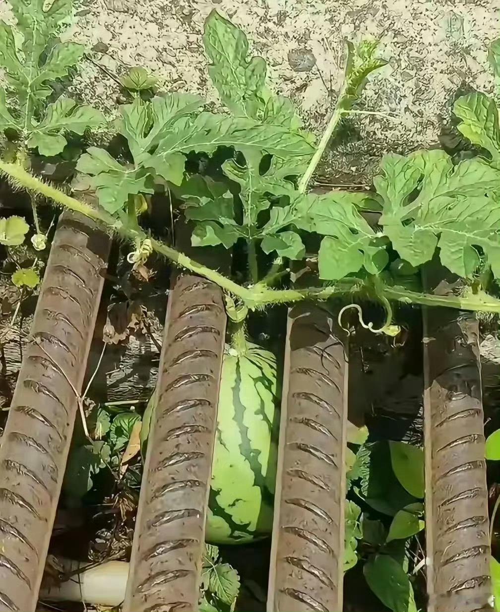 这西瓜怎么拿出来？ 