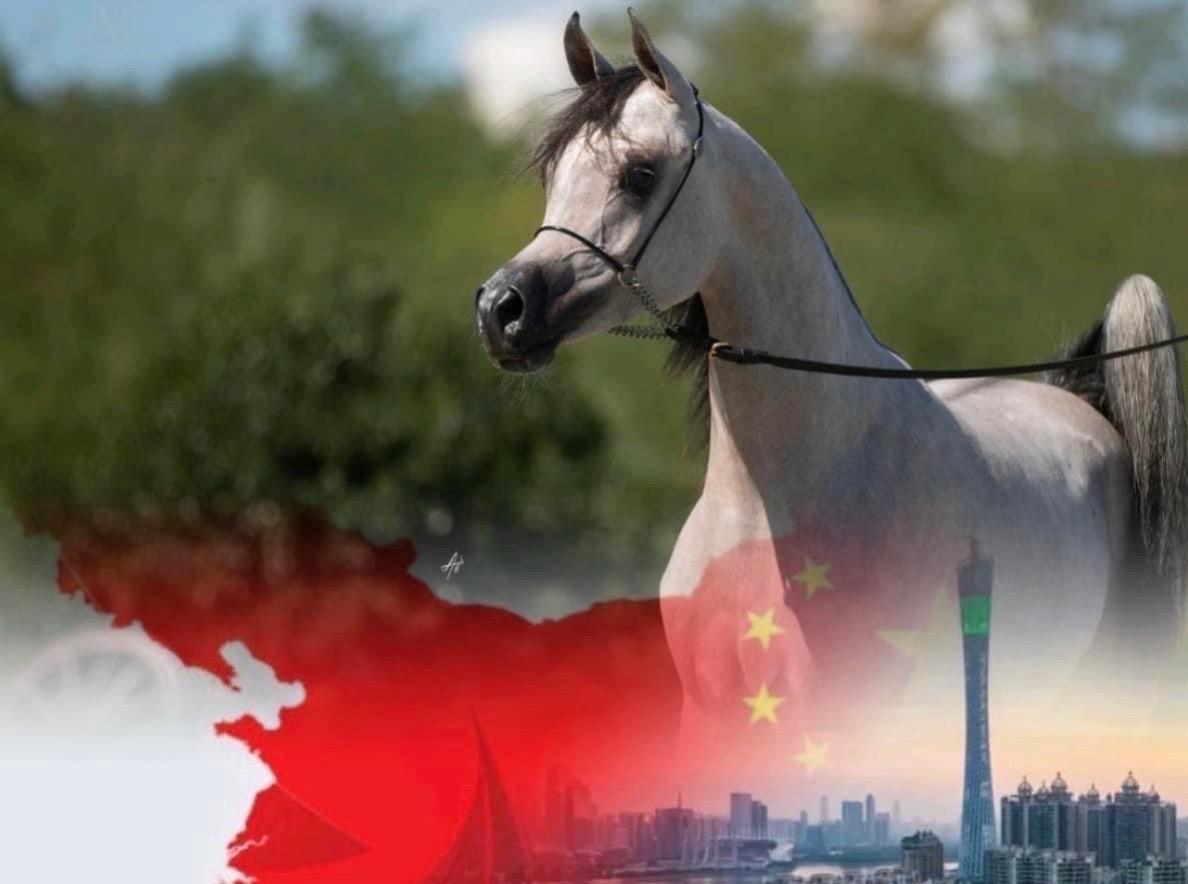 8月底9月初荷兰进隔离回杭州！隔离场环境优美，精心照料🐎
有马要回来的欢迎加入