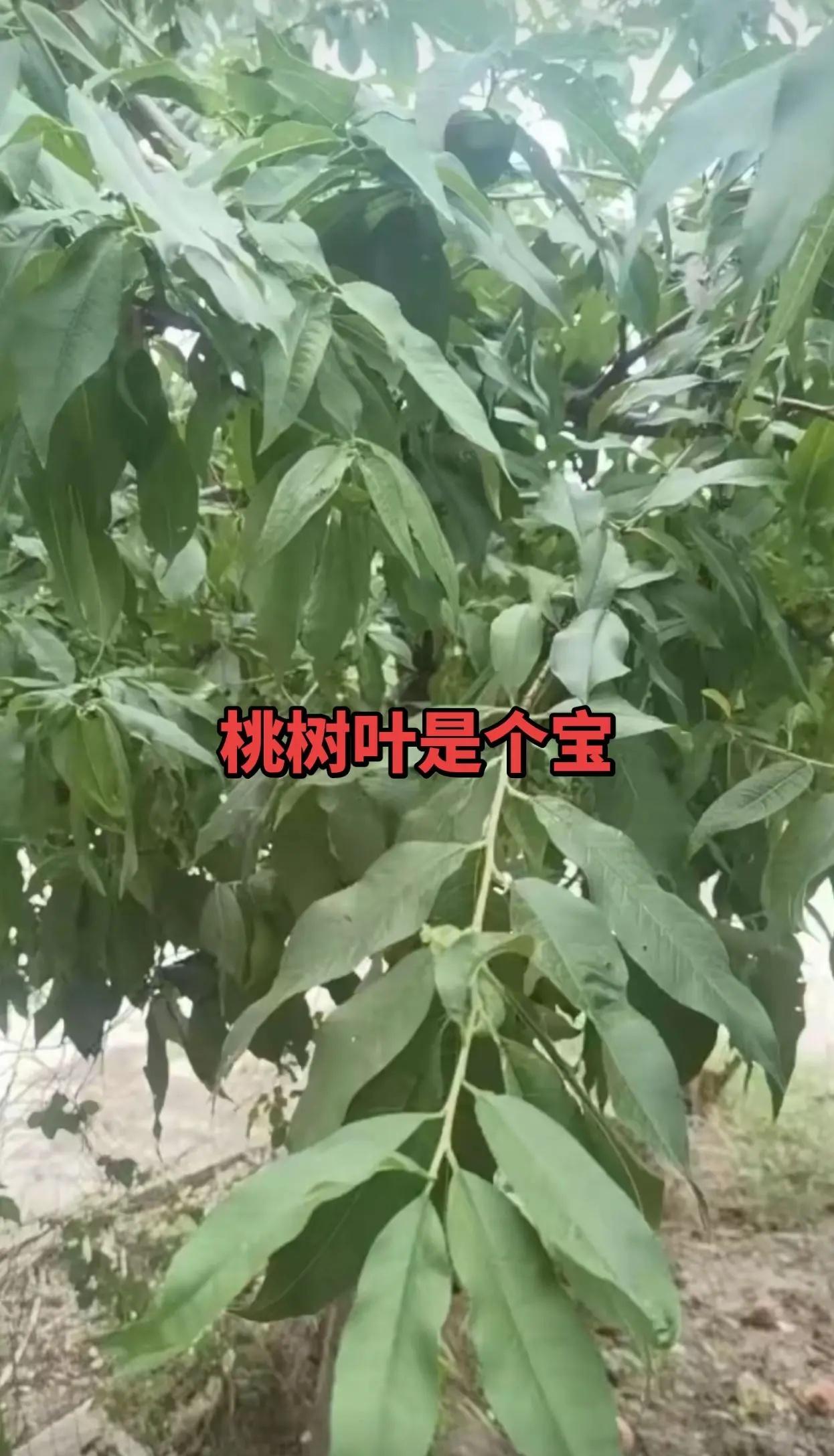 中国德比来了 丁俊晖10比5战胜吉尔伯特世竞赛16强养生就是养健康 下轮对战赵心