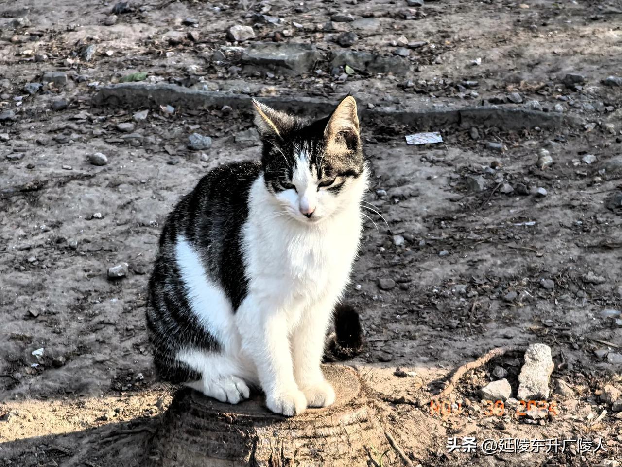 镇江焦山风景区里面的小猫咪。虽然说是野猫，却没有流浪猫的样子，一只只长的膘肥体壮