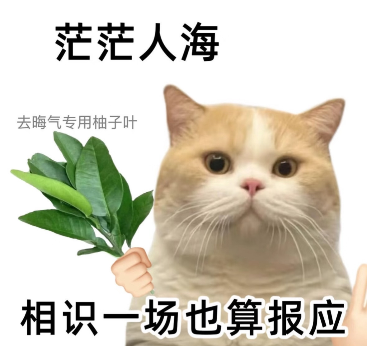 小人离窝现远点