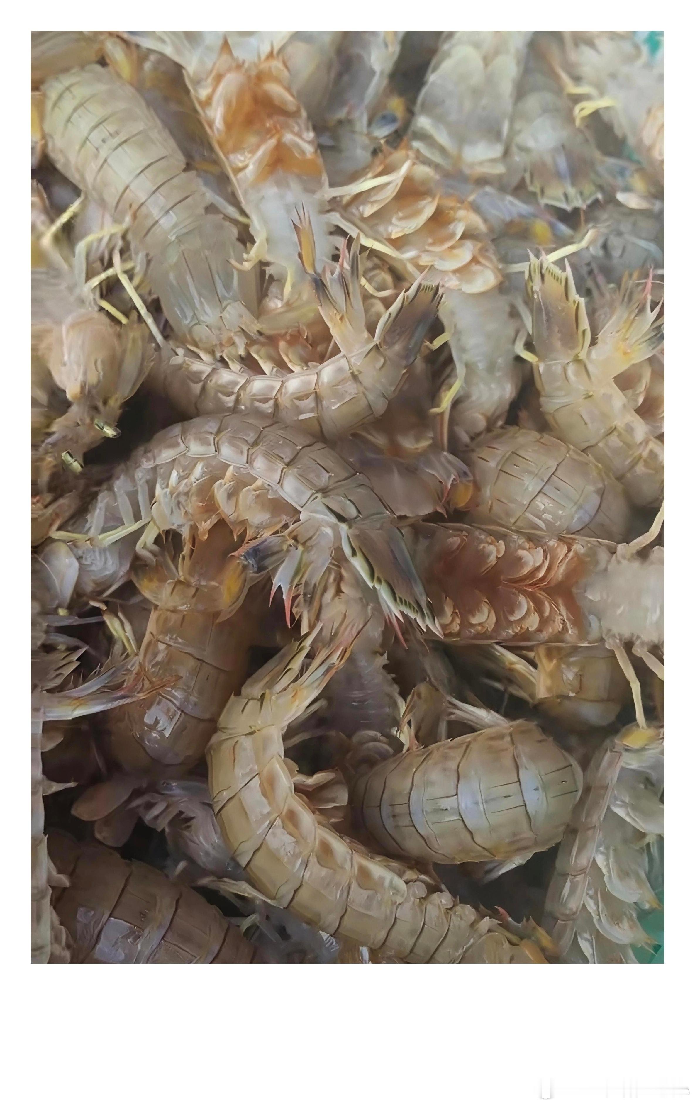 简单一餐“本地”皮皮虾上市了，这是天津每年必吃的美味。说是本地，其实来自黄骅，离