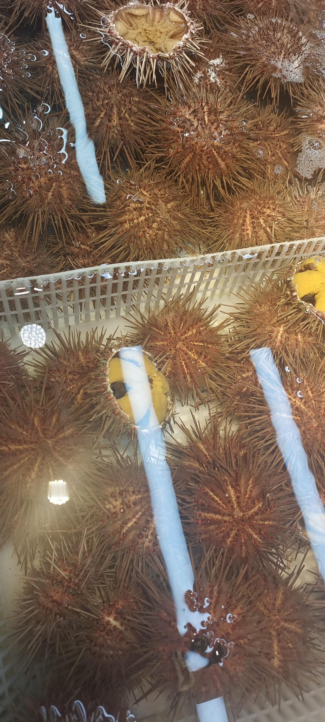 大连中山区桃源市场里走过，上图应接不暇呀
每一次到桃源市场，都是从桃园1号走过一