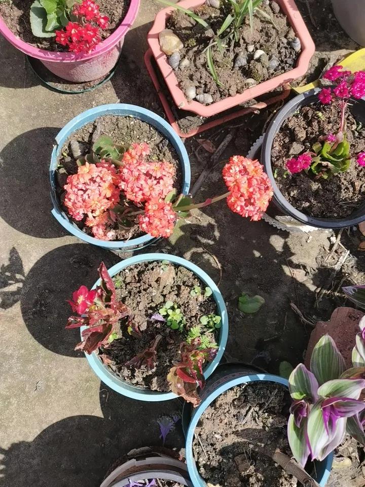 三月随手扦插的长寿花、海棠花，带给我绽放的欢乐！