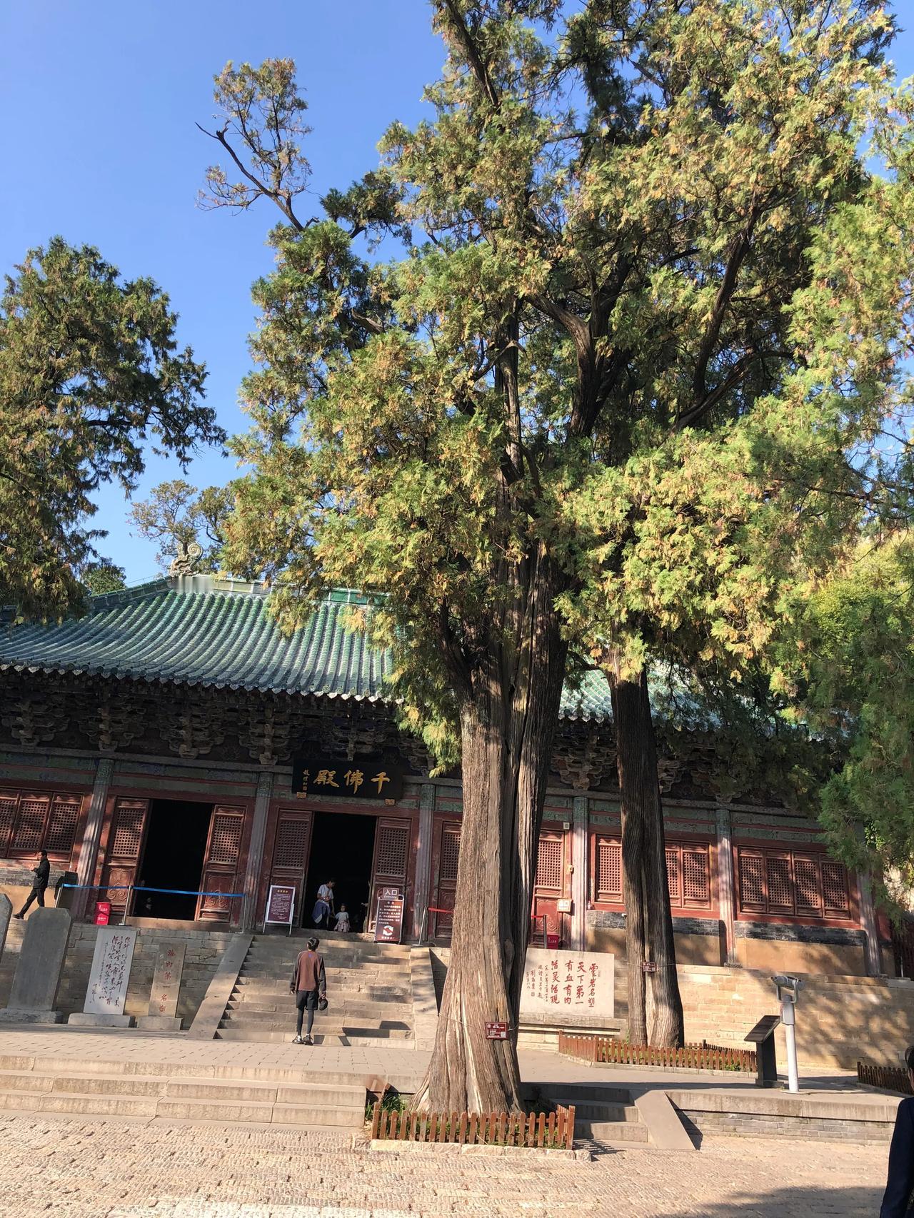 千年银杏，岁月如歌。
这些古树至少有3000年的历史，
人类与它们相比之下寿命太
