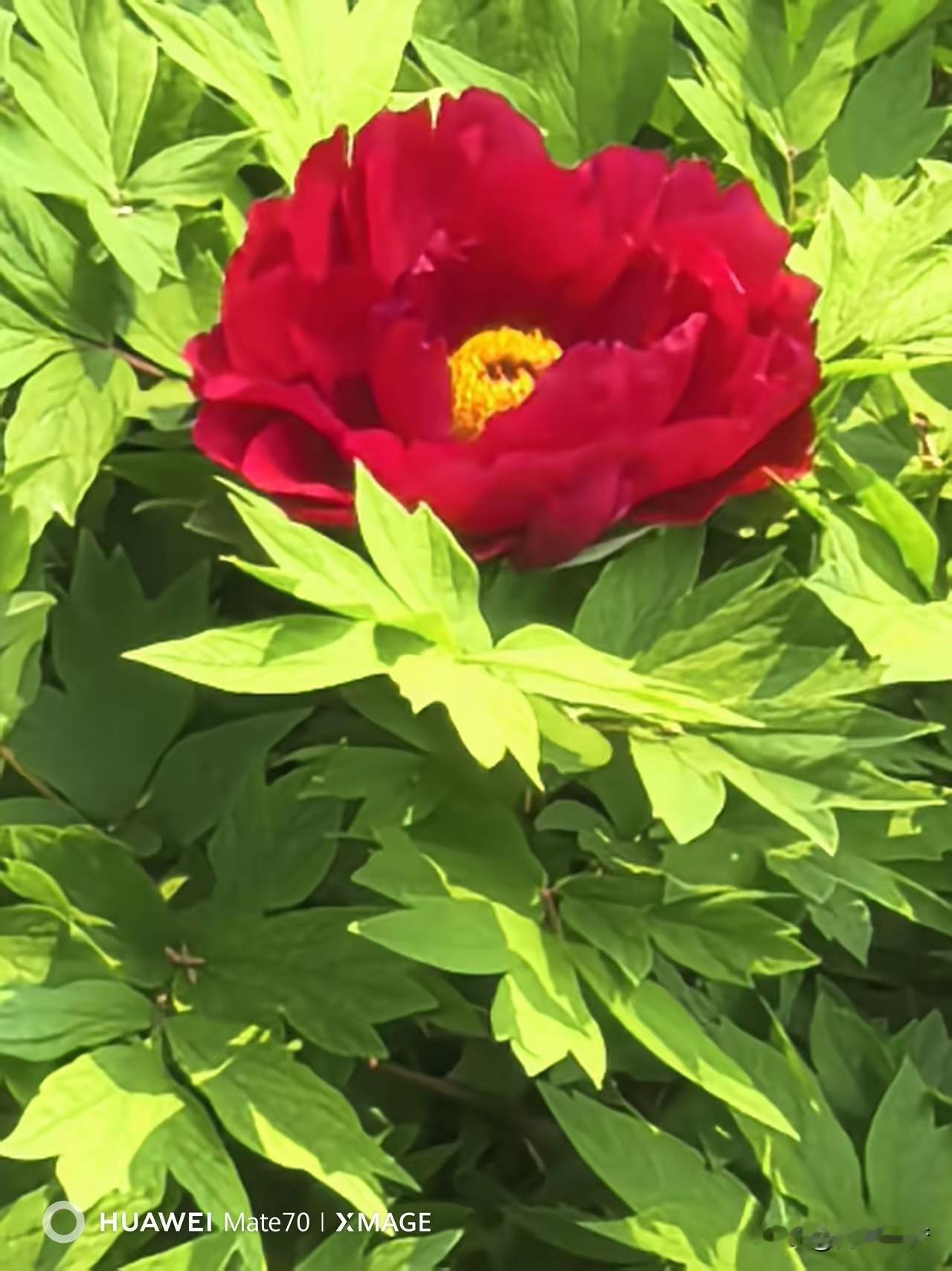 七绝(新韵)•戏赠蜜蜂
蜂儿原是浪荡郎，偷亲红桃戏杏妆，
吻遍春花花不恼，驮香归