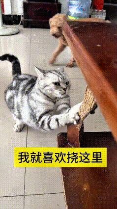 瞅瞅这只小猫咪，放着专门的猫抓板不碰，一门心思就认准了茶几腿。俩爪子蹬着木头使劲