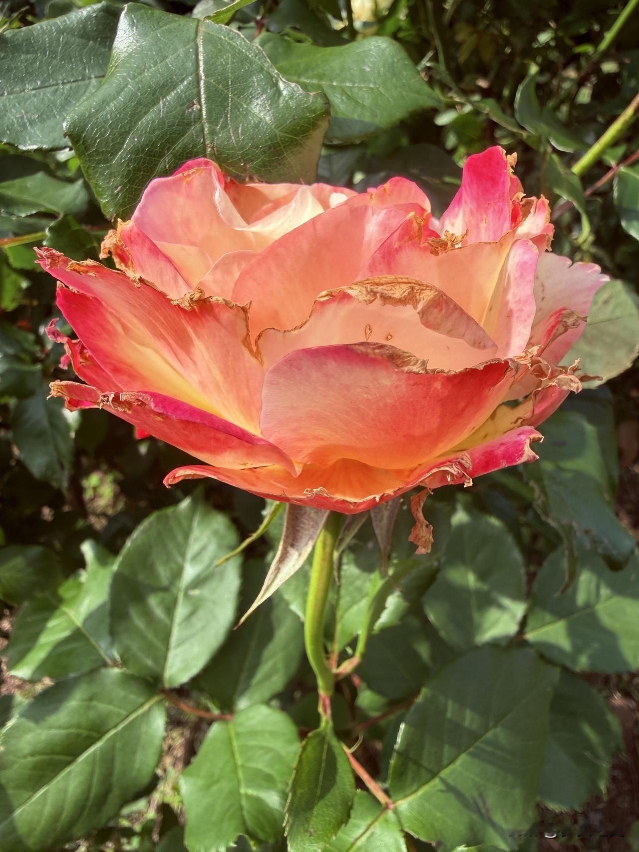 【小对联】
上：……？
下：撩人。