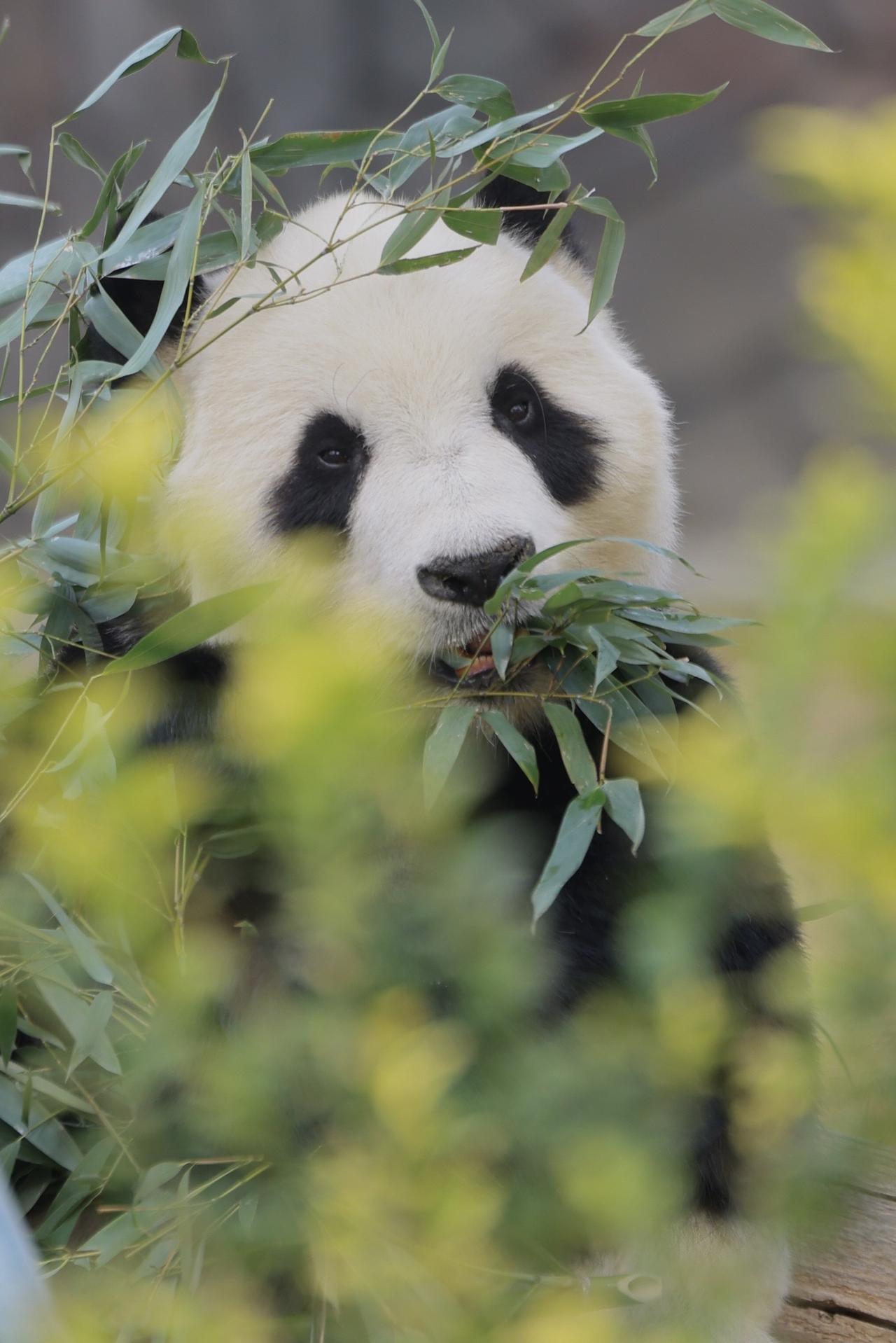 英雄父亲“芦芦”传奇落幕：功勋熊猫留下50多个后代，曾是“福宝”外公

它曾是荧