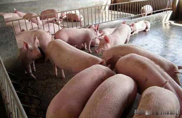 网友惊呼“要变天”吗？2026年5月11日杭州网 《不用养猪 、杀猪就能吃上猪肉