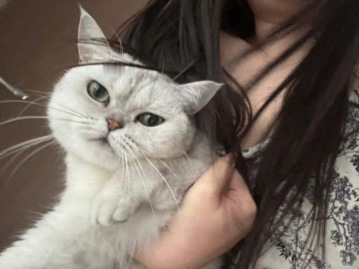 撸猫 