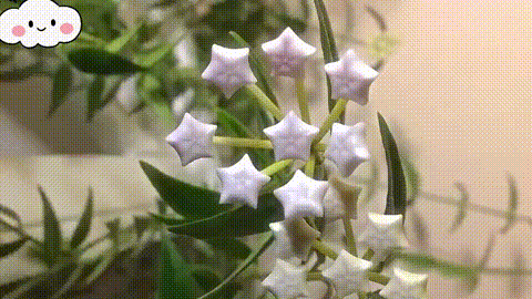 花开富贵，见者好运[笑哭][呲牙]