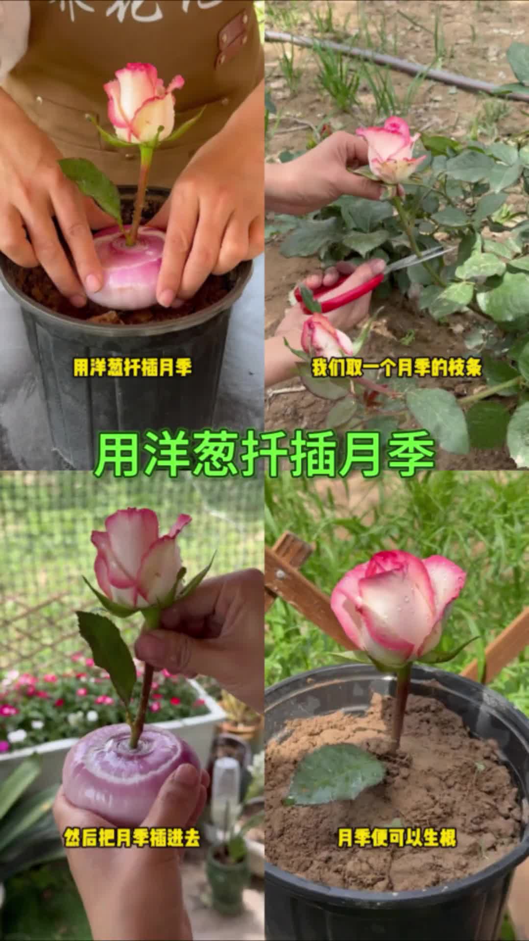 用洋葱扦插月季 花卉绿植