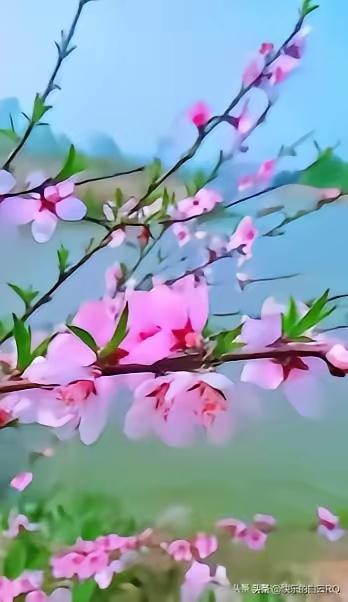 捣练子·村溪桃花
遥岸树，小桃花，
溪映晴云缕缕霞。
欲就篱边留倩影，
忽惊犬吠