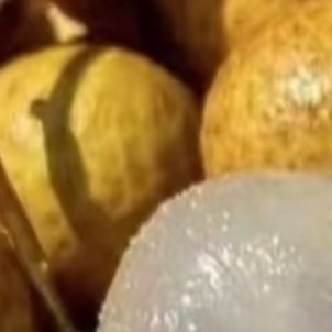 0000龙眼种植方法 一、选地与整地选择阳光充足、排水良好的缓坡地或平地，土壤以