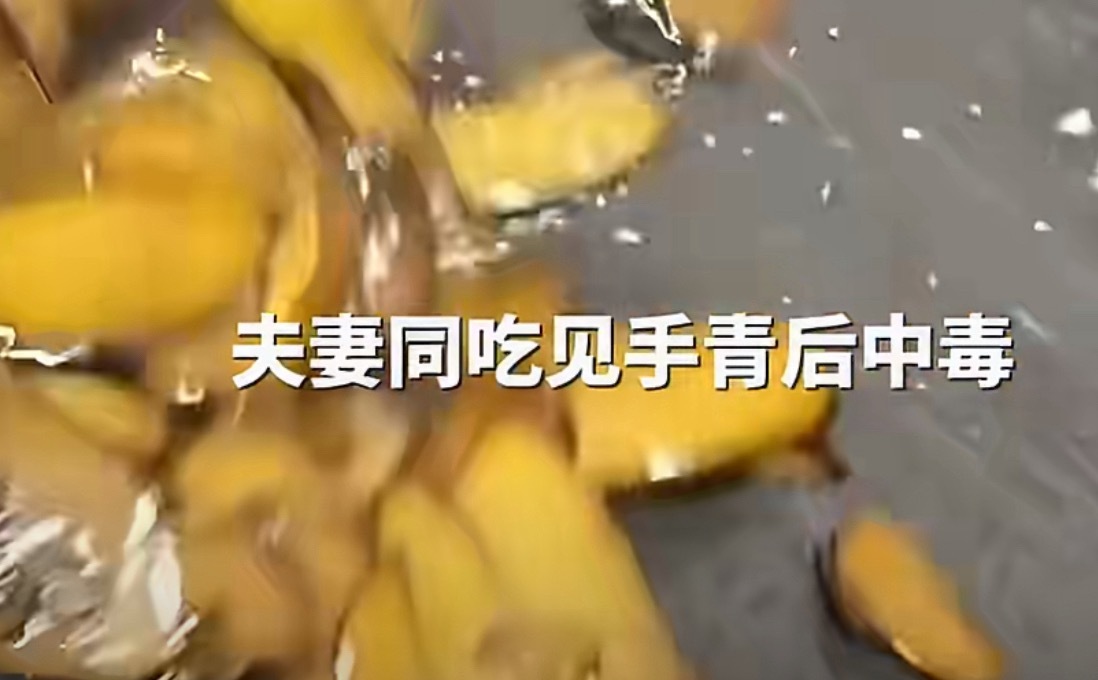 丈夫以为妻子是蛇打斗至27楼所以见手青到底能不能吃的呀！我吃了好几次了挺鲜美的好