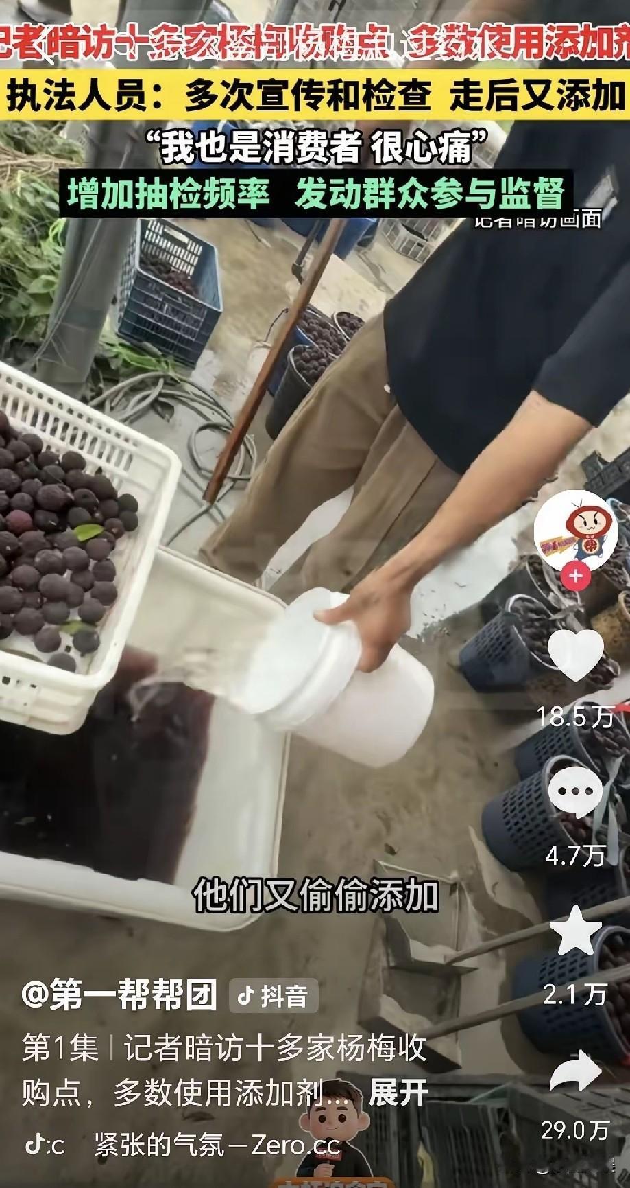 这纯粹是“自作孽不可活”！漳州杨梅如今天真的没人再敢买了完全是部分无良收购商亲手