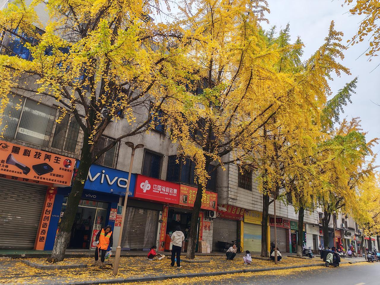 走在桂林灵川的银杏大道上，满眼的金黄把小城裹成了蜜糖色。路边的石阶旁，小朋友蹲在