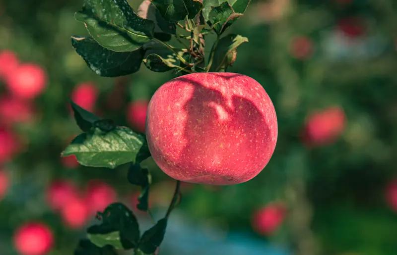 团队若有苹果工作经验，那潜力可谓不可限量。这就如同烟台市蓬莱区组织苹果产业骨干前