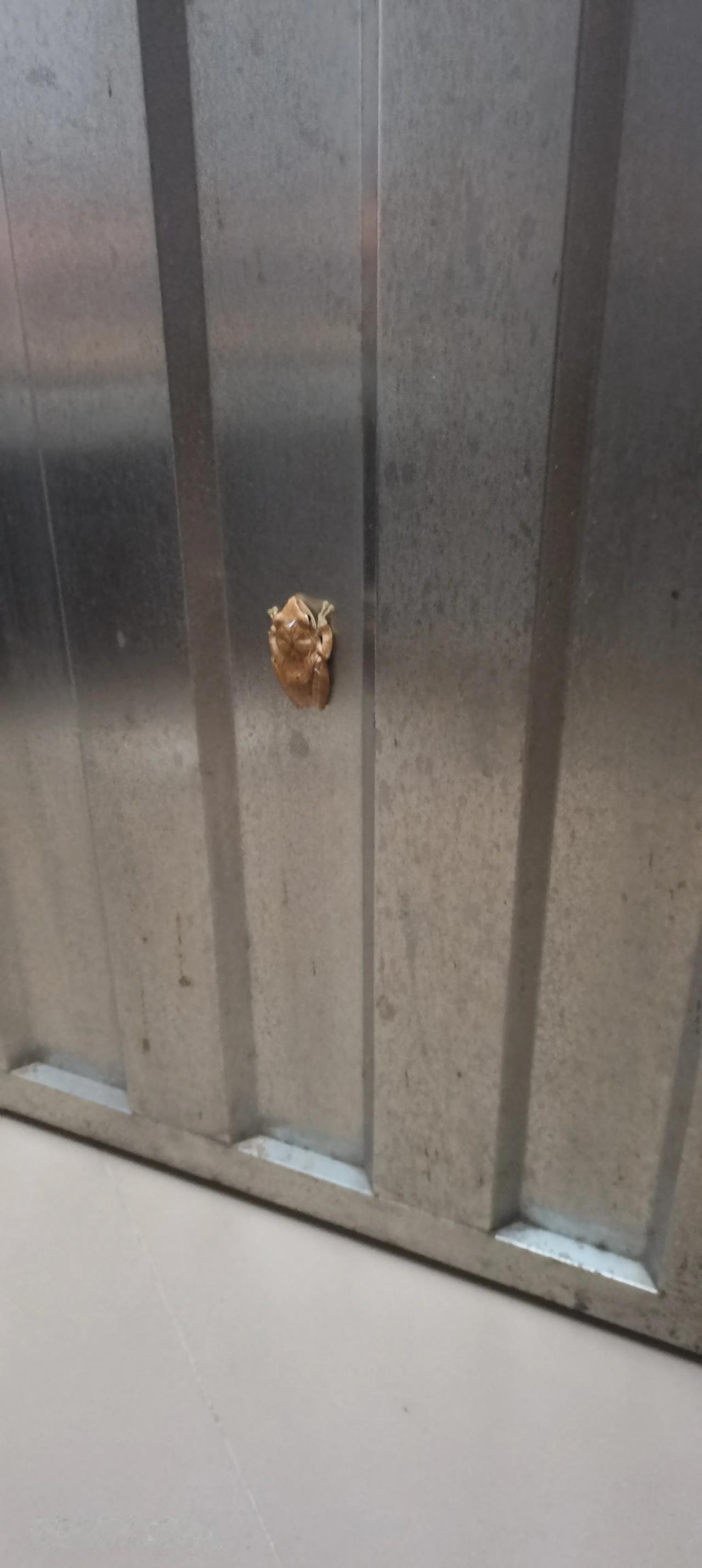 万万没想到，这种蛤蟆爬在不锈钢门上竟然稳如泰山！有谁认识这是什么蛤蟆吗？