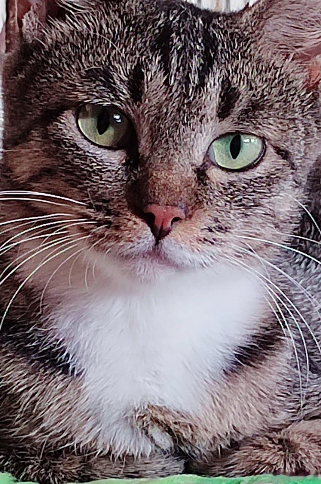 美喵。（刘诗瑶）​猫的眼睛有一种穿透力。猫关爱流浪动物 ​​​
