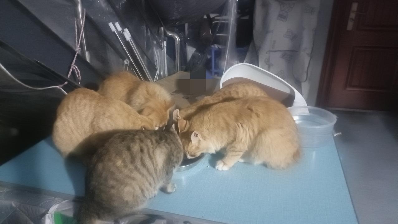 绝育康复后的小彩狸终于跨出了狗屋，重新和它的四个哥哥们生活在了一起，看着一母同胞