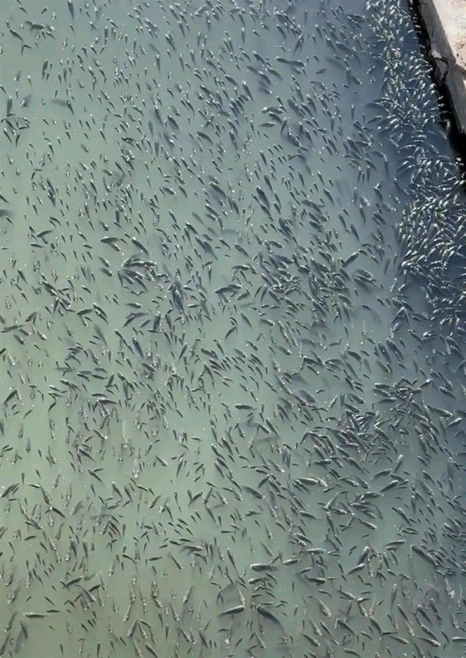 1月2日，浙江温州苍南县灵溪镇一网友拍下小区旁河道罗非鱼密密麻麻聚集的画面。拍摄